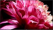 Телевизор Sony KD-75XG9505 фото 3 в Казани и Татарстане